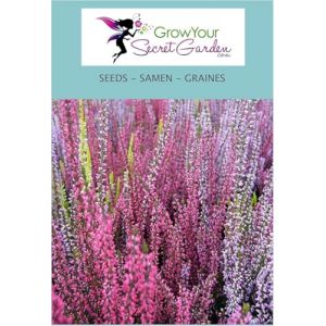 Bruy&egrave;re d'&eacute;t&eacute; - Calluna vulgaris Mix 200 Graines- vivace (AMB Trading, neuf)