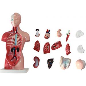 28/45/55 Cm Mod&egrave;le De Torse Humain,Anatomie Mod&egrave;le Corps Humain,4D Assembl&eacute;e Anatomique Mod&egrave;le D'organes Humains Pour L'enseignement De L'&eacute;cole,28cm (SHUAISHUAI STORE, neuf)
