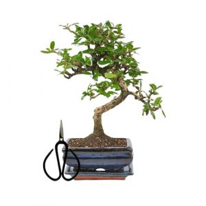 Bonsa&iuml; Arbre avec pot de fleurs en c&eacute;ramique, env. 25 &agrave; 35 cm de haut, soucoupe et ciseaux, coffret cadeau bonsa&iuml;, bol de 15 cm, carmona chinois bonsa&iuml; (BonsaiDE, neuf)