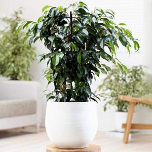 Ficus benjamina Danielle &ndash; Figuier pleureur | Plante &agrave; feuilles persistantes Plante en pot 30-40 cm (Gardener's Dream Ltd, neuf)