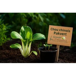 100 graines &agrave; semer - Le Grenier d'Abondance - Chou chinois Pakvert - Brassica rapa (LE GRENIER D'ABONDANCE, neuf)