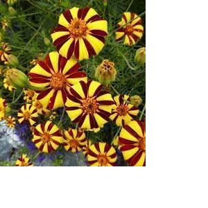 Oeillet d'Inde 'Court Jester' - Tagetes tenuifolia 100 Graines (AMB Trading, neuf)
