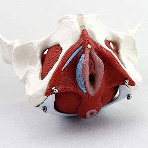 Mod&egrave;le de squelette de bassin f&eacute;minin grandeur nature, mod&egrave;le d'anatomie m&eacute;dicale d&eacute;tachable avec muscles du plancher pelvien color&eacute;s pour la pratique infirmi&egrave;re, l'enseignement de l'&eacute;ducation &agrave; (YUTING777, neuf)