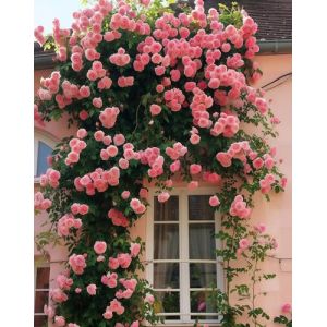 Graines de Rosier Grimpant Rose - 200 Graines Premium | Variété Parfumée et Résistante | Idéal pour Mur et Pergola | Plante Vivace (Adapté au Climat Français) (Gengqing Small Shop, neuf)