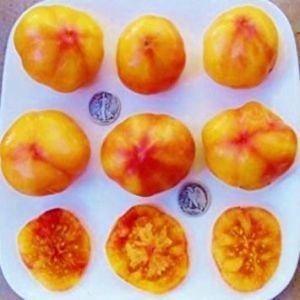 VISA STORE Big Rainbow - Graines de tomate bio - Belle sk - 40 graines (Planète Graines, neuf)