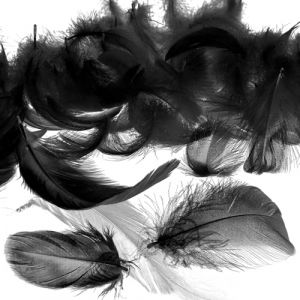 Mbsomnus 600 Pi&egrave;ces Plumes Noir Plumes Loisirs Creatifs 5-12 cm pour DIY Arts Crafts Costumes Chapeaux Boucles d'oreilles Attrape-R&ecirc;ves Festival Mariage Anniversaire D&eacute;coration (CZDZ, neuf)