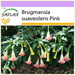 SAFLAX - Trompette des anges rose - 10 graines - Brugmansia suaveolens Pink (SAFLAX, neuf)
