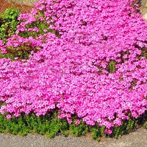 250/550/1000 Graines de Cresson de Roche, Graine de Thym Serpolet Couvre-Sol Plante Vivace, Graines Fleurs à Semer, Semences de Thym Rampant pour Jardin Décor, Faciles à Planter (Rose, 550) (Surempi, neuf)
