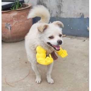 Chat with Muscular Arms - Accessoire De Costume Amusant en Impression 3D pour Chats Et Petits Chiens, D&eacute;corations Amusantes, Id&eacute;al pour Les F&ecirc;tes D'hallowe (Jaune, Doigt) (TPFOON FR, neuf)