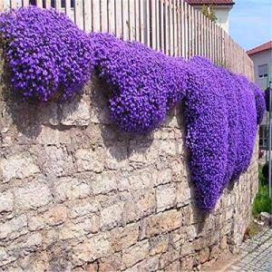 Shopvise Fleur Creeping thym ou bleu Arabette - vivace Couvre-sol Jardin Décoration Fleur 100Pcs (XLENTT, neuf)