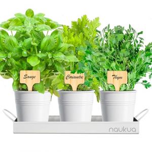 Kit Plantes Aromatiques - Potager Interieur - Mini Jardin Urbain Plantes Aromatiques et Culinaires (Thym, Coriandre et Sauge) Graines Bio d'Europe - Kit Culture Interieur pour vos Herbes Fra&icirc;ches (naukua, neuf)