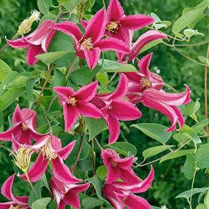 Clématite 'Princesse Diana' | Plante grimpante vivace à feuilles caduques en pot (Gardener's Dream Ltd, neuf)