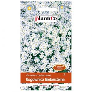 PlantiCo 0,3g Bieberstein Hornkraut Graines de fleurs pour balcon terrasse Plante vivace &agrave; floraison pour tapis de fleurs somptueux R&eacute;sistant au gel Vivace (RajOgrodnika, neuf)