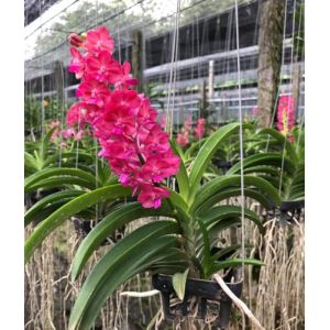 Rare orchid&eacute;e Vanda tha&iuml;landaise rose vif : floraison parfum&eacute;e toute l'ann&eacute;e (Orchids Siam, neuf)