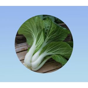 300 graines de chou chinois - pak choï - jardin - potager - bok choy (Planète Graines, neuf)