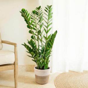 Fleurs et Délices - Plante verte - Plante d'intérieur - Zamioculcas - 80/90 CM - avec cache pot - Fabrication Française Artisanale de Qualité - Plante à Offrir (FLEURS ET DELICES, neuf)