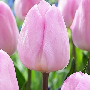 5x Bulbes Tulipes Rose Fleurs de Printemps Bulbes Tulipes a planter Tulipe en Bulbe Light Pink (COOTO EU, neuf)