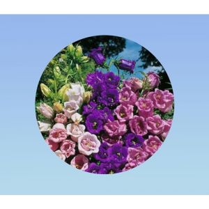 1200 graines campanule a grande fleurs medium - plante vivace couvre sol rocail - Campanula medium - coloris en mélange (Planète Graines, neuf)