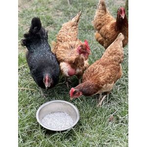 &Eacute;cailles de Coquilles d&rsquo;Hu&icirc;tres &ndash; Aliment Min&eacute;ral pour Volailles &ndash; Source de Calcium Naturel &ndash; Poules, Cailles, Pintades &ndash;Fabriqu&eacute; et conditionn&eacute; en France (9,5 kg) (MGI_FRANCE, neuf)