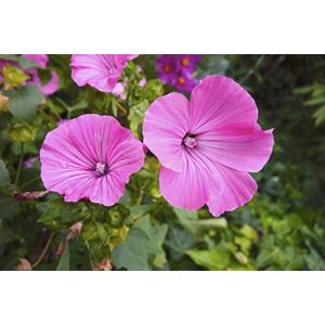 50 Graines de Mauve Royale - fleurs vivace plante mellif&egrave;re jardin - semences paysannes reproductibles - SemiSauvage (SemiSauvage, neuf)