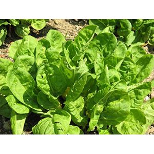 Graines Oseille large de Belleville - sachet d'environ 2 000 graines - Rumex/acetosa/Polygonaceae - Graines de style (Graines de Style, neuf)