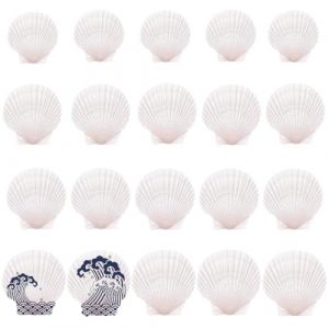 YUPZAR 20 coquilles Saint-Jacques pour la peinture, coquilles Saint-Jacques lisses, pierres d&eacute;coratives pour la peinture color&eacute;e et la d&eacute;coration de pots de fleurs et d'aquariums (Olen Olesjame O&Uuml;, neuf)