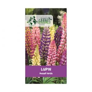 Graines de Lupin de Russel varie 2 grammes soit (+/-) 100 graines (Plan&egrave;te Graines, neuf)
