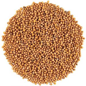 Graine De Moutarde Jaune - Graines De Moutardes Blanche Graines De Moutarde Bio Un Grain De Moutarde Graines Moutarde Jaune Moutarde Graine Moitarde Grainé De Moutard Moutardr (Valley of Tea, neuf)