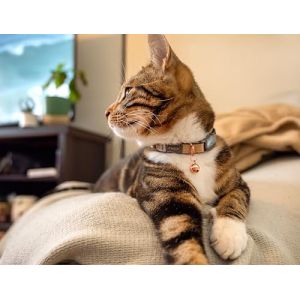 Rogz Urban Collier pour Chat avec Boucle de s&eacute;curit&eacute; d&eacute;tachable Dor&eacute; (Miller Rock, neuf)