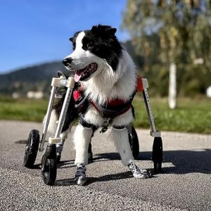 Chariot Chien Fauteuil Roulant pour Chien Xs &agrave; Xxl 4 Roues Peuvent &Ecirc;tre 2 Roues, Fauteuil Roulant &agrave; Support Complet pour Chien Handicap&eacute;, Genouill&egrave;re R&eacute;glable pour Chien pour Jambe Arri&egrave;re(Blue,XXL) (JUMBOO, neuf)