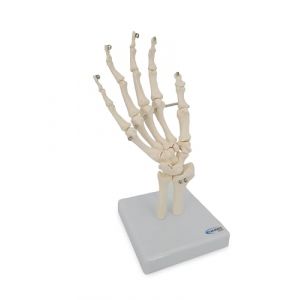 Cranstein A-324 Main Squelette Anatomie Mod&egrave;le (Gulou, neuf)