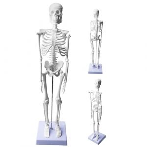 Modèle squelette humain 45 cm pour anatomie, petit squelette modèle anatomique, modèle d'anatomie fonctionnel pour les études de médecine et les cliniques (HSXBTP, neuf)