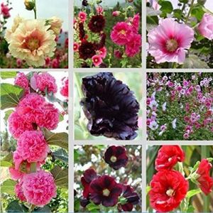 30 Mix Graines Alcea rosea rose tr&eacute;mi&egrave;re Multi Couleurs de Plantes Fleurs (✅Abrakado✅, neuf)