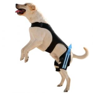 Genouill&egrave;res pour Chien Patte Arri&egrave;re | Bandage Articulaire R&eacute;glable - avec 4 Stabilisateurs M&eacute;talliques Support pour Patte Arri&egrave;re - pour la Marche la Randonn&eacute;e l'exercice Le Parc la Plage Le Voyage (Gusengo, neuf)