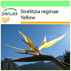 SAFLAX - Oiseau de paradis jaune - Mandelas Gold - 4 graines - Strelitzia reginae Yellow (SAFLAX, neuf)