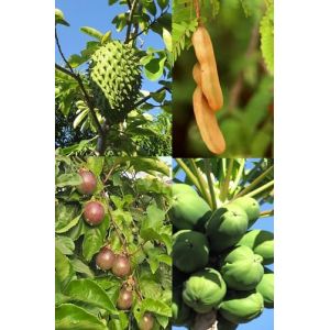 Lot de graines de 4 arbres tropicaux (Papaye, Maracuja, Corossol, Tamarindier) (SEMILLAS & SEEDS, neuf)