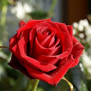 100 pi&egrave;ces Graine de Rose a Planter, Graines Fleurs &agrave; Semer, Graine a Planter, Graines de Fleurs pour Jardin et Balcon (Rouge) (liziyaunmin, neuf)