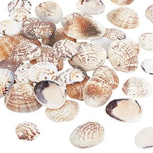 PH PandaHall Lot de 50pcs / boe environ Coquillage Clam Perles, Teinte, 24-29 x 30-35x6-9mm, Trou: 1.5mm pour Bijou (PandaHall FR, neuf)
