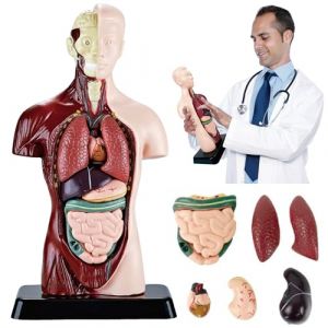 SUQ Science Peut Modèle de Corps Humain pour Les Enfants, Modèle d'Anatomie du Torse Humain, Kit Amovible de Science du Corps Humain pour Les Enfants Garçons Filles âge 6+, Moitié du Corps (SUQ, neuf)