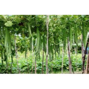 Shopvise Serpent Gourd Seed (50 par paquet) (XLENTT, neuf)