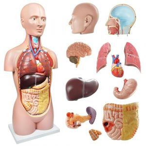 EVOTECH SCIENTIFIC Human Body Model Lot de 12 modèles d'anatomie du torse humain amovibles 85 cm Avec tête de cœur, crâne, squelette, cerveau, âge 14 ans et plus, affichage préscolaire (HongAnn, neuf)