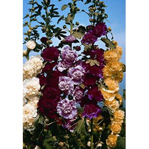 25 graines ROSE TREMIERE DOUBLE MELANGE (Alcea Rosea Plena) G820 SEEDS SAMEN SEMI (Planète Graines, neuf)