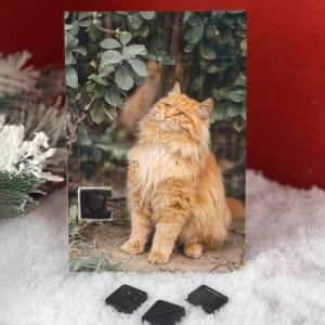 Calendrier de l'avent Chocolat Artisan avec Chat roux ginger (cd) + offert un agenda de poche (Passioncalendrier : + 3000 calendriers 2023, neuf)