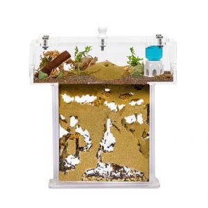 Kit ANTHOUSE Fourmeli&egrave;re de Sable Acrylique en Forme de T Mini - Sandwich 14x5x14 cm et Bo&icirc;te de Fourragement - Fourmili&egrave;re avec Fourmis Vivantes Incluses (Reine, Ouvri&egrave;res, &OElig;ufs et Larves) (AntHouse, neuf)