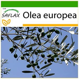 SAFLAX - Olivier - 20 graines - Avec substrat - Olea europea (SAFLAX, neuf)