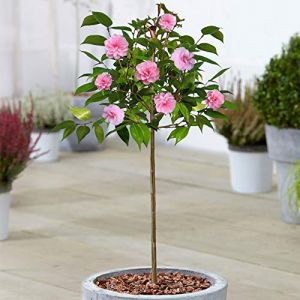 Arbre de Printemps Camélia | Arbres à Feuillage Persistant en Pot pour Petits Jardins | Tige Droite Standard | Plantes Ornementales de Jardin | 2-3ft (70-80cm (Pot Inclus)) (Gardener's Dream Ltd, neuf)