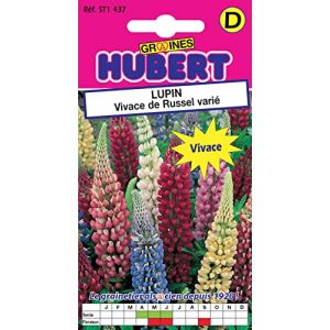 Graines de Lupin Vivace de Russel Vari&eacute; - 2 grammes (Graines Hubert, neuf)