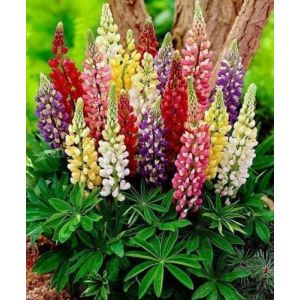 135 Graines de Lupin de Russel strains mixte/lupinus polyphyllus russel mixed - 363 (✅Abrakado✅, neuf)