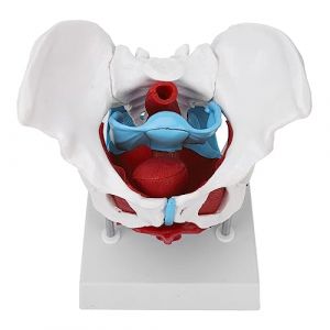Modèle de Bassin Féminin, Modèle D'anatomie du Plancher Pelvien, Modèle de Bassin Féminin coloré Amovible pour L'enseignement de la Sage-femme (yuyte, neuf)