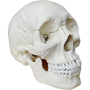 Cranstein Mod&egrave;le de cr&acirc;ne d'ost&eacute;opathie | &Eacute;tudes et formation m&eacute;dicales | Cr&acirc;ne enfichable | Mod&egrave;le anatomique de cr&acirc;ne | Mod&egrave;le de cr&acirc;ne avec aimants (Cranstein Scientific, neuf)